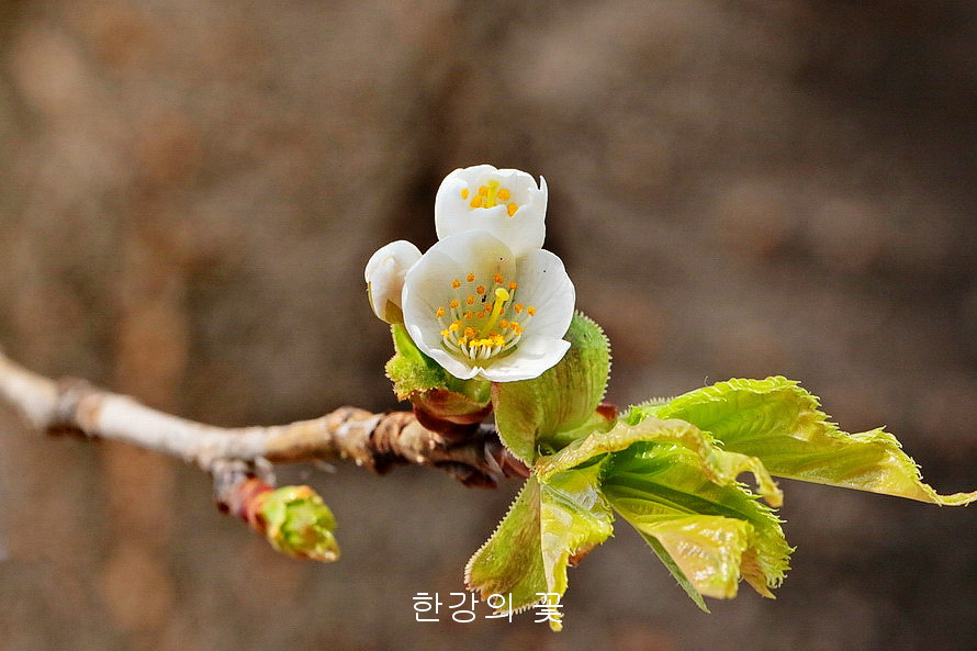 섬벚나무