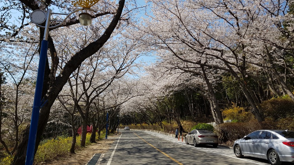 불모산과 장복산 꽃길만 걸었다