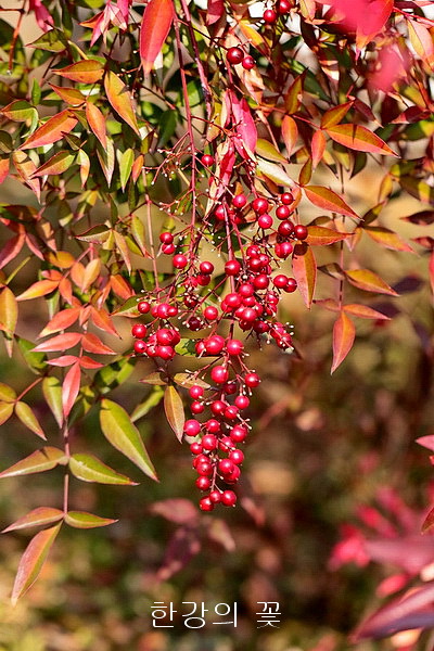 남천 열매