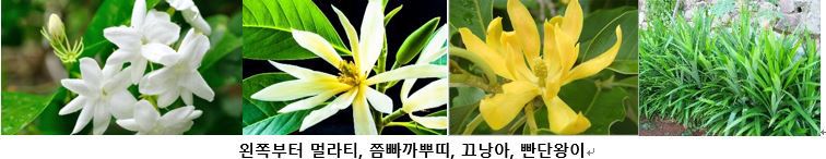 영계 자산관리인 부토이조(Buto Ijo)