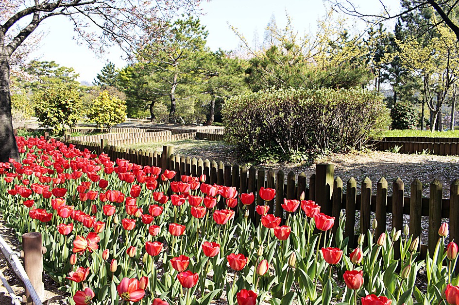 ♣♬ 김해시 연지공원 돌아보기[20190404]♪♣
